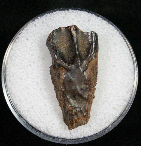 Triceratops Shed Tooth - Montana #10401